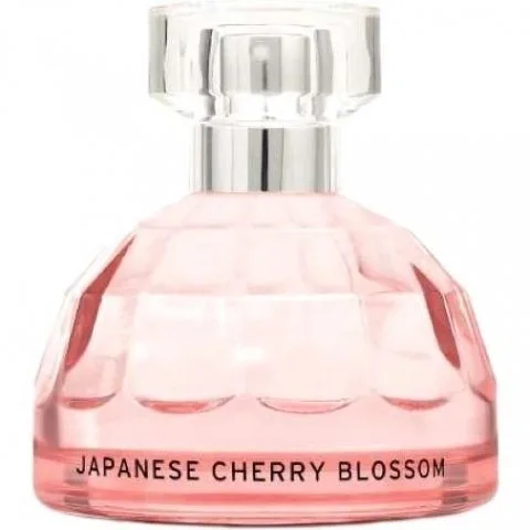 Japanese Cherry Blossom Cerisier du Japon